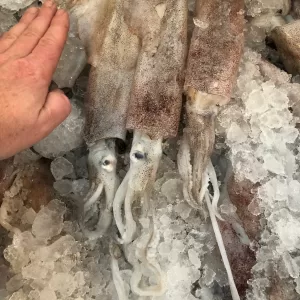 Fresh squid and octopus