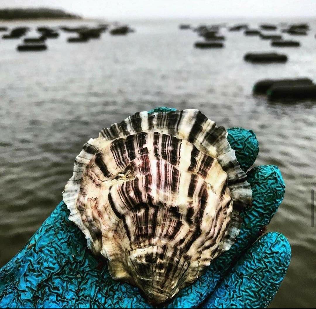 Clams & Oysters Chef Curated Items for Your Menu Hook to Fork